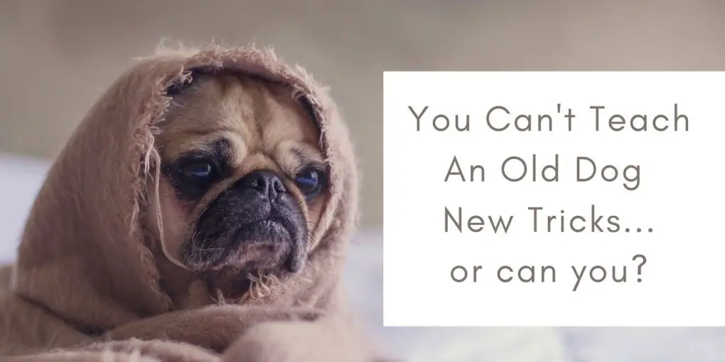 You Can't Teach An Old Dog New Tricks | Intuitive Journal